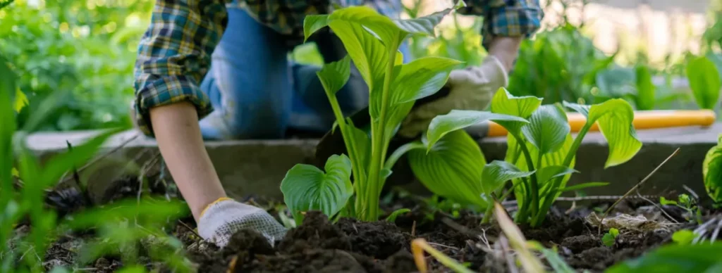 Services de conception de jardins et espaces verts à Nantes, Basse Goulaine et Vertou : coaching et visite, fourniture de plantes et végétaux, suivi des travaux.