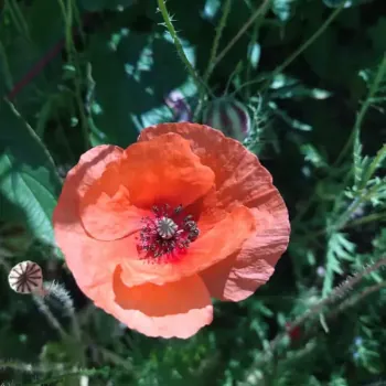 Végétaux (vivaces, arbustes, arbres) à Haute goulaine, pour conception de jardins et espaces verts durables à Nantes (Thouaré sur Loire, sucé sur Erdre, vertou)