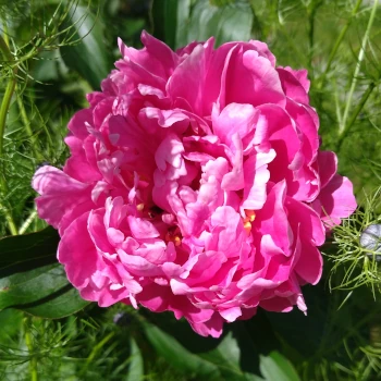 Végétaux (vivaces, arbustes, arbres) à Basse goulaine, pour conception de jardins et espaces verts durables à Nantes (Thouaré sur Loire, sucé sur Erdre, vertou)