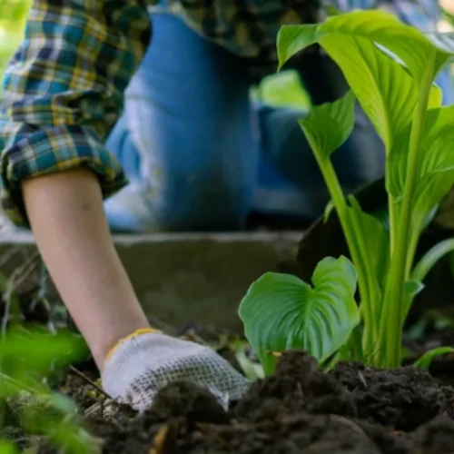 Services de conception de jardins et espaces verts à Nantes, Basse Goulaine et Vertou : coaching et visite, fourniture de plantes et végétaux, suivi des travaux.