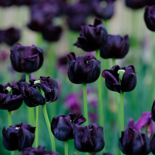 Tendance jardin : des idées de couleurs, ambiances et inspirations pour des jardins contemporains, faciles et durables à Nantes, Thouaré sur Loire ou Vertou